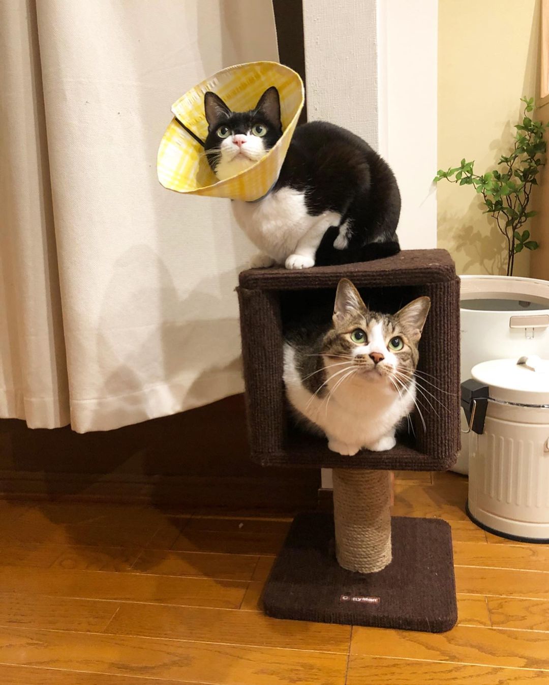 [HCM]Tháp mèo Mini CattyMan - 84195