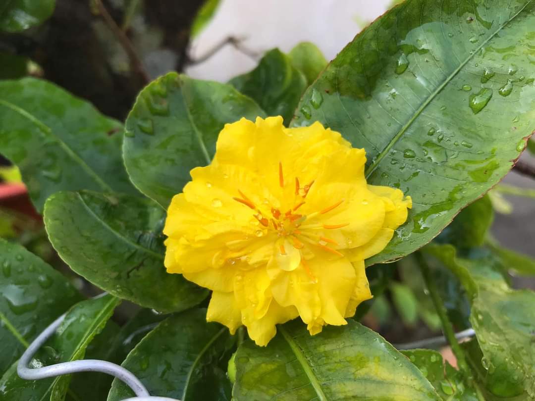 [Học Viện Nông Nghiệp I] Mai Cúc Bi Mini