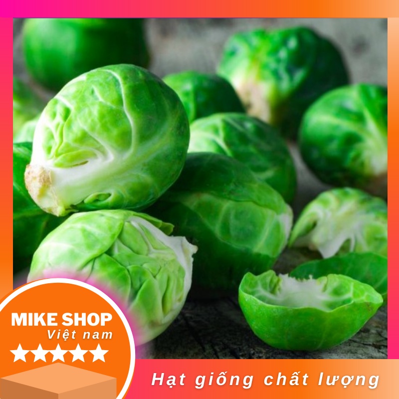 Hạt giống bắp cải tý hon