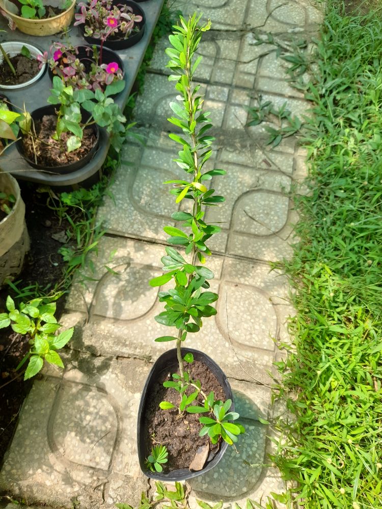 Cây giống linh sam hoa tím