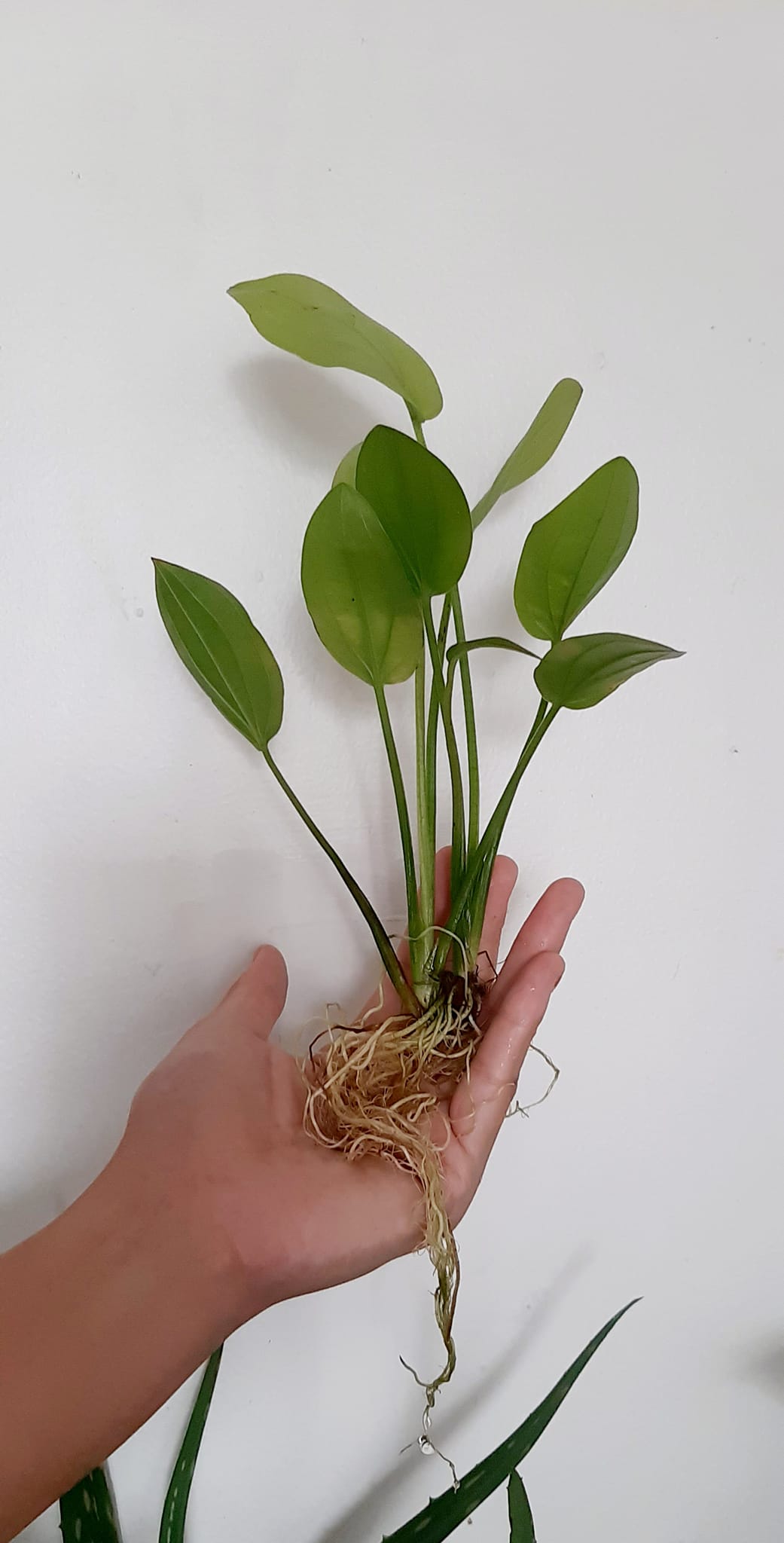 Bách thuỷ tiên  mang đến may mắn thịnh vượng (cây trưởng thành)