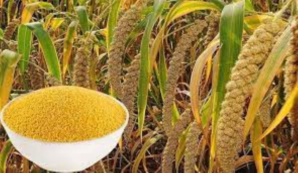 Bột Bắp Bột Ngô Hảo Hạng Thành Phát 150g/400g/1kg