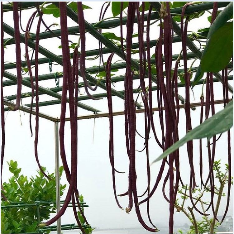 Hạt giống đậu đũa đỏ Mỹ - 1 gói 3gram