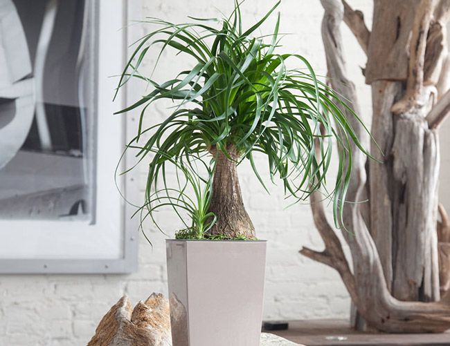 [Cây phong thủy] Lan Bình Rượu (náng đế) - Beaucarnea recurvata - Thegioiraumam