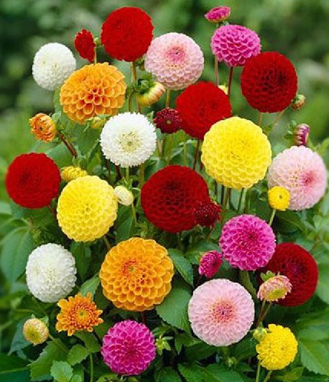 Hạt giống hoa thược dược tổ ong nhiều màu - gói 50 hạt