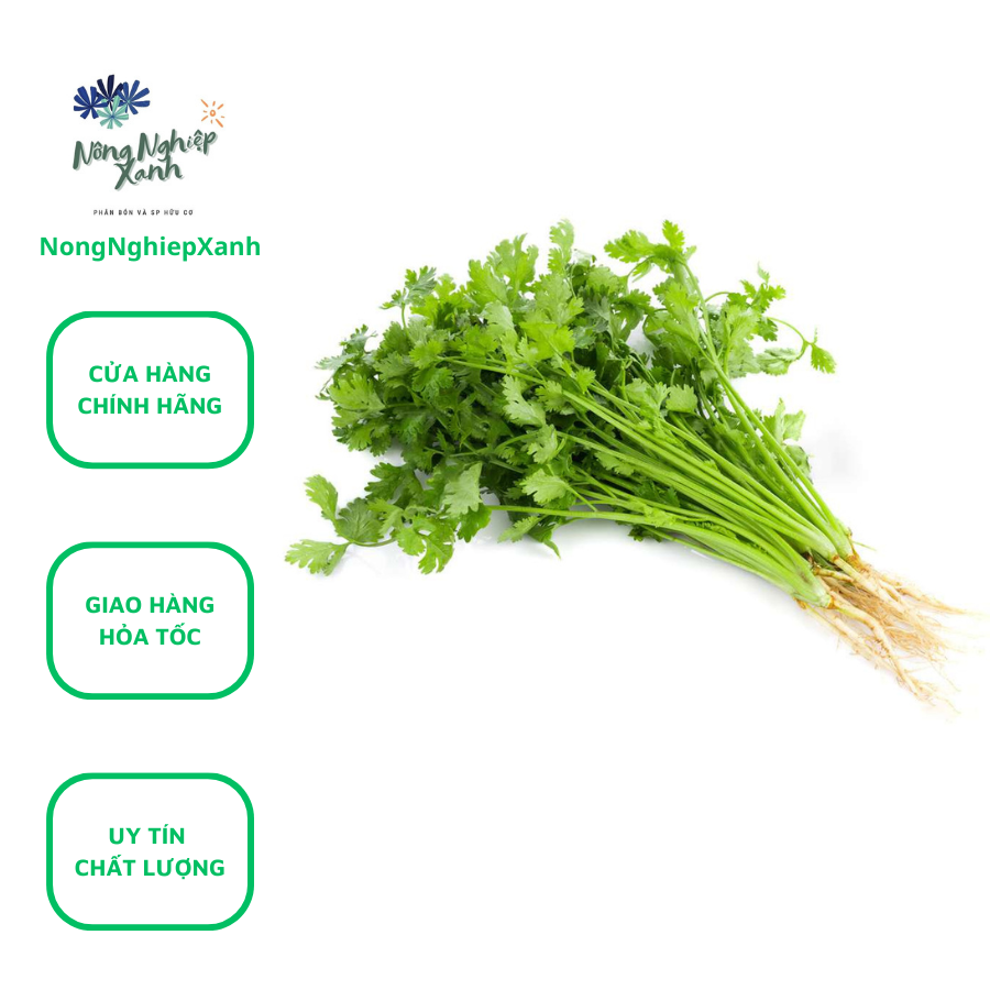 Easy to grow package of 20gr clean turmeric seed (bodycon)