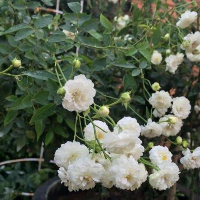 Gói 20 Hạt Hồng bạch trà (hồng bụi hoa thơm)