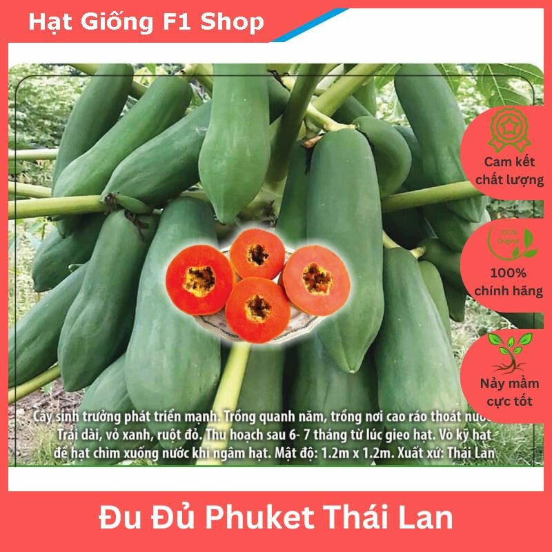 Hạt giống đu đủ phuket thái lan sai trái - gói 20 hạt