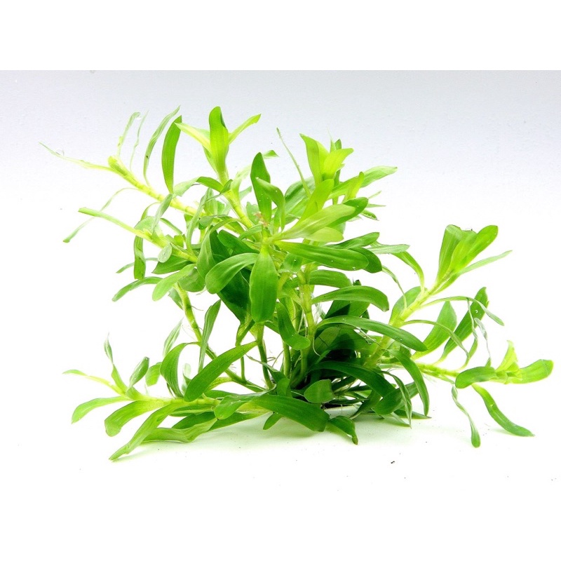 c - Cây Tiểu Trúc Diệp/Cỏ Sao(Lá Cạn/Lá Nước) - Cây Thuỷ Sinh