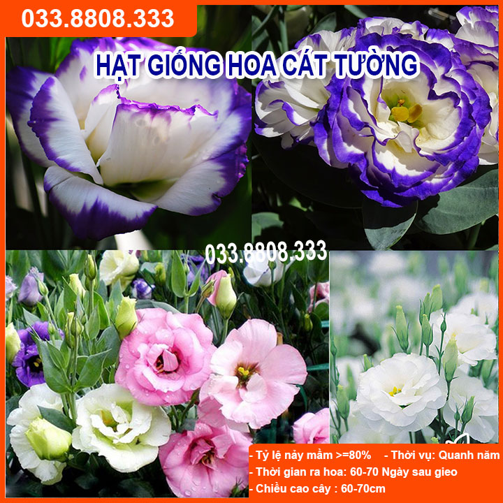Hạt Giống Hoa Cát Tường Tím