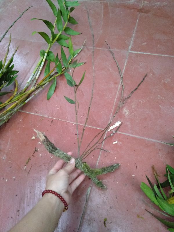 hoa phong lan hoàng thảo hương vani