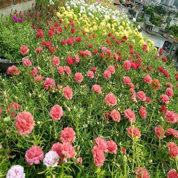 Hạt giống hoa mười giờ mỹ -30 hạt