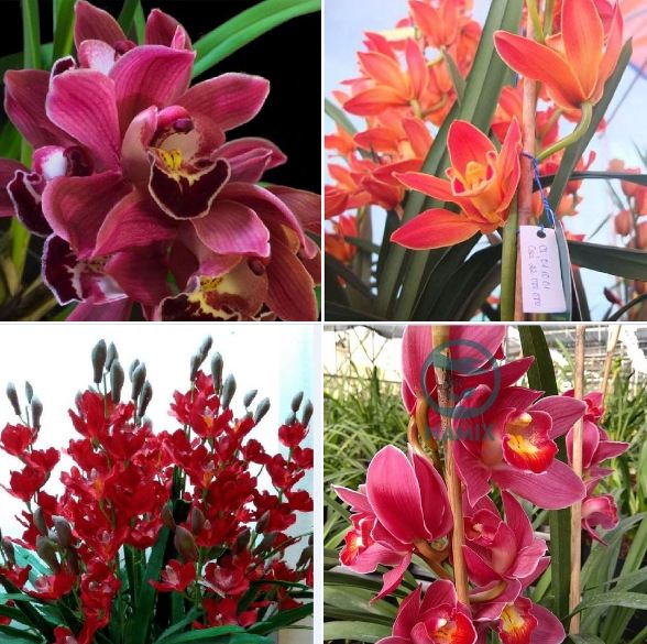 COMBO 3 củ giống hoa địa lan santo hoa Đỏ - ( 3 củ ) VTNT