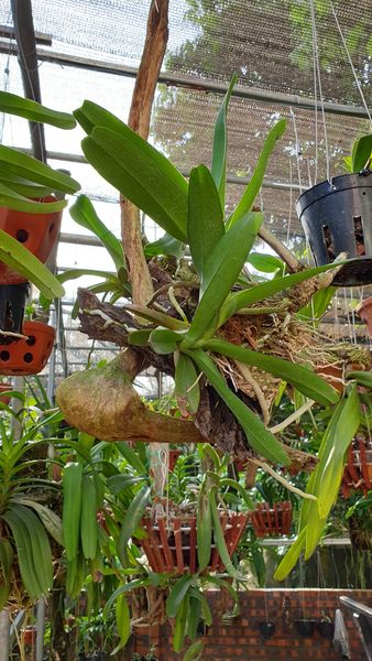 Hoa lan bạch nhạn ( cây to 40cm)