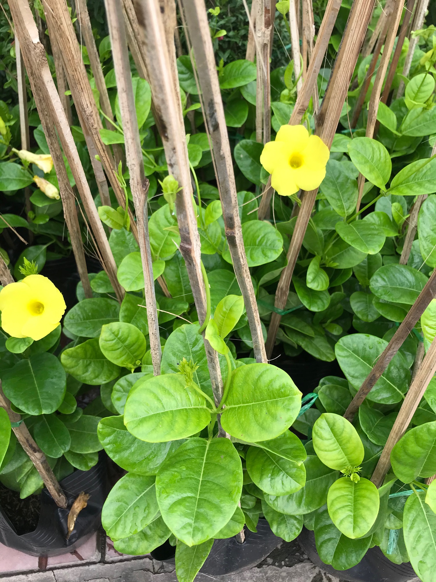 Cây Huỳnh Đệ (Cây leo) - Cây cảnh sân vườn