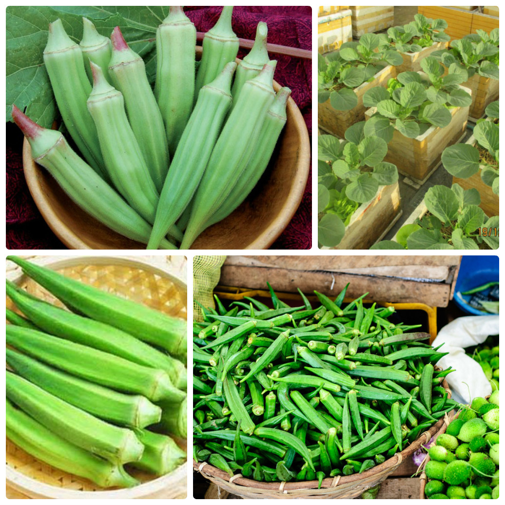 Hạt Giống Đậu Bắp Xanh Cao Sản (20gr)