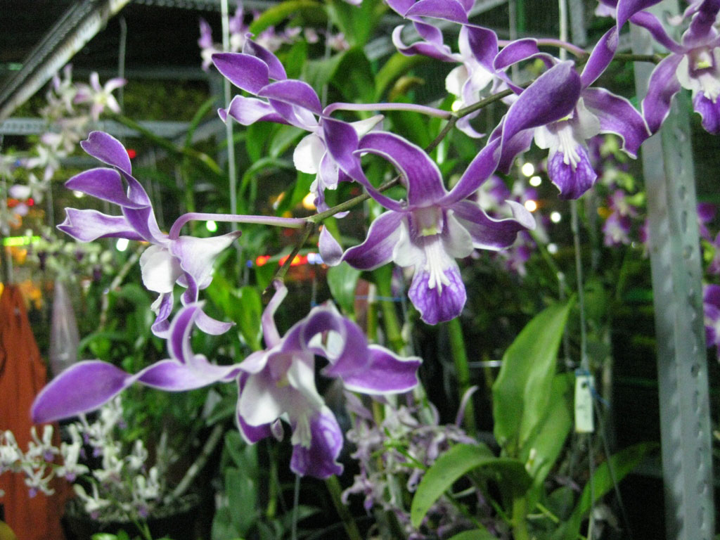 Dendro nắng Lưỡi Bò Tím - Cây tơ sắp cho hoa