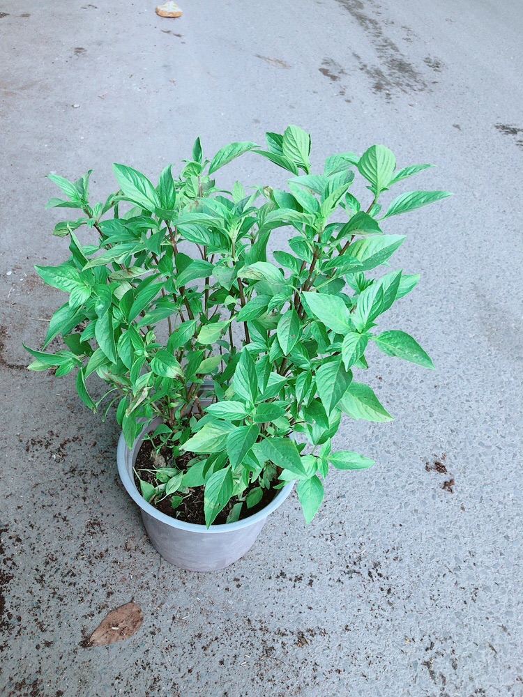 Cây Húng Quế