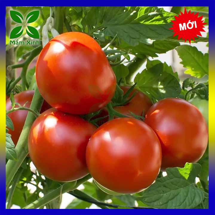 Hạt giống cà chua 50H Gói Chiết lẻ