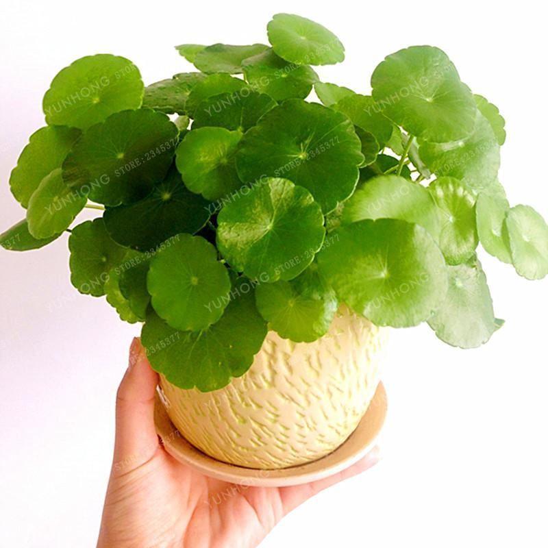 [3 packs] - Hydrocotyle Verticillata Seeds
