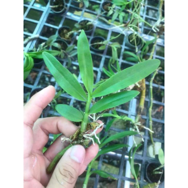 Phong lan trầm rừng tím siêu rẻ