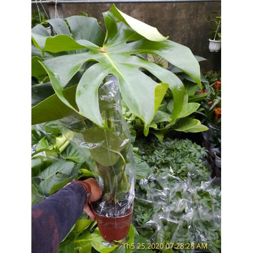 Cây Trầu Bà Lá Xẻ + Tặng 3 cây chè xanh[Chuẩn Giống F1]