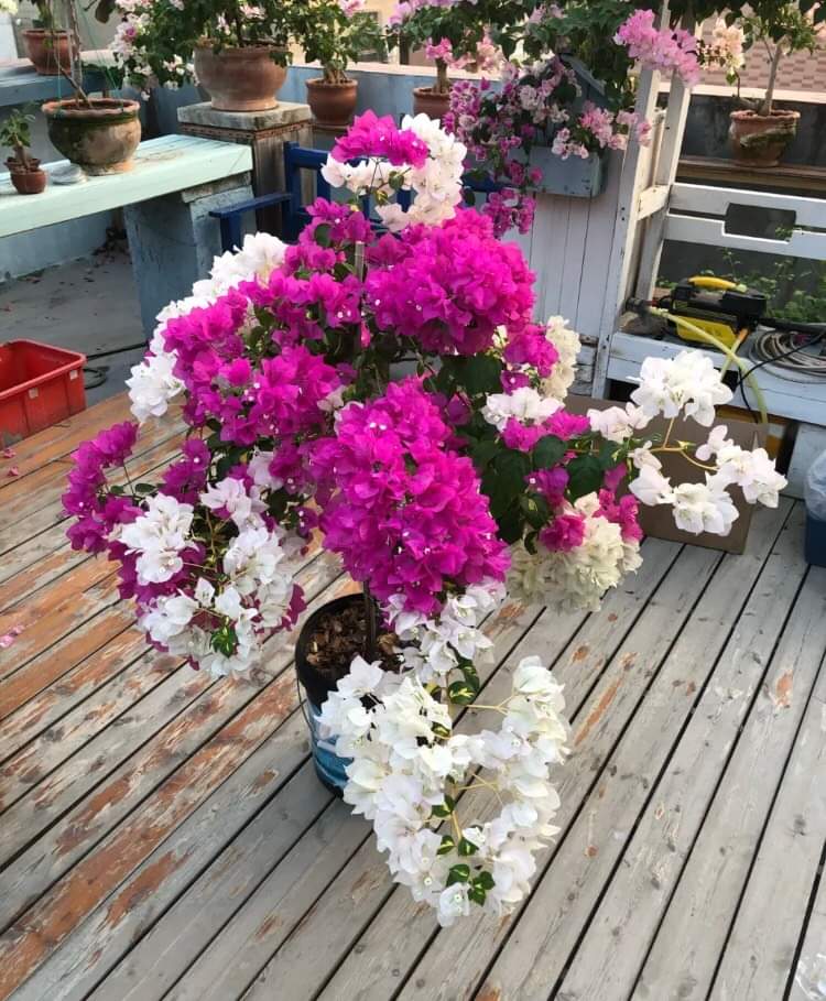 Hoa Giấy Mỹ Siêu Hoa