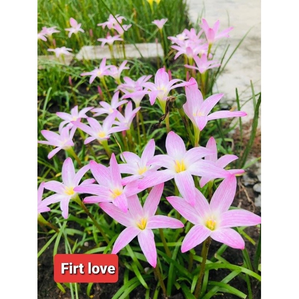 Set 20 củ huệ mưa first love