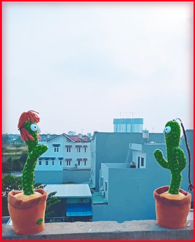 cây xương rồng nhảy múa