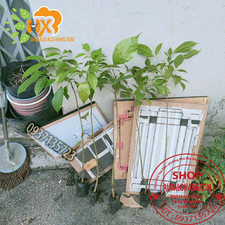 combo 5 cây kèn hồng cây giống