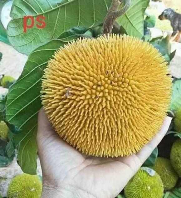 CÂY GIỐNG MÍT SIÊU TRÁI ẤN ĐỘ [CÂY GHÉP TRƯỞNG THÀNH]