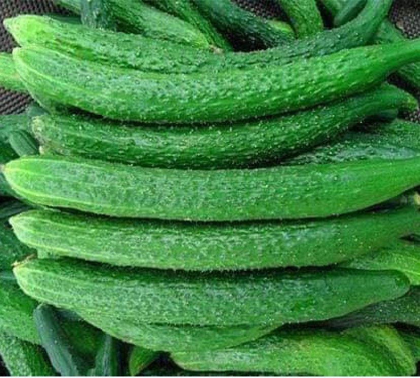Hạt giống dưa chuột kiếm dài Nhật - ( 1 gói 10 hạt )