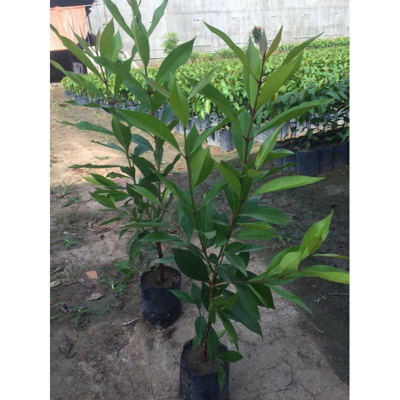 Cây giống vối nếp _cây giống đức mạnh