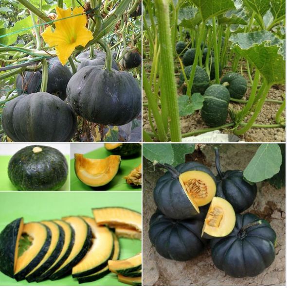 Hạt giống bí đỏ da xanh Nhật F1 - 1 gói 10 hạt