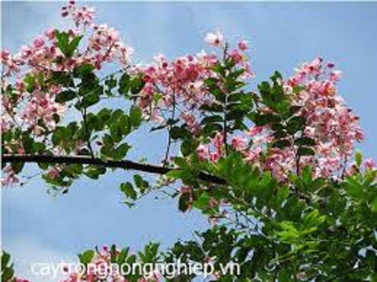CÂY GIỐNG MUỒNG ANH ĐÀO