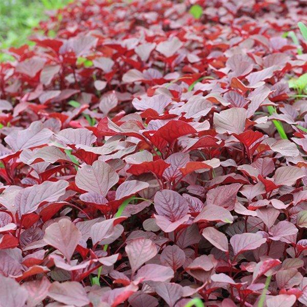 Say hello Lolita vegetable seed (print) 20gr hat giong vegetable bonsai seed tot for suc gas.