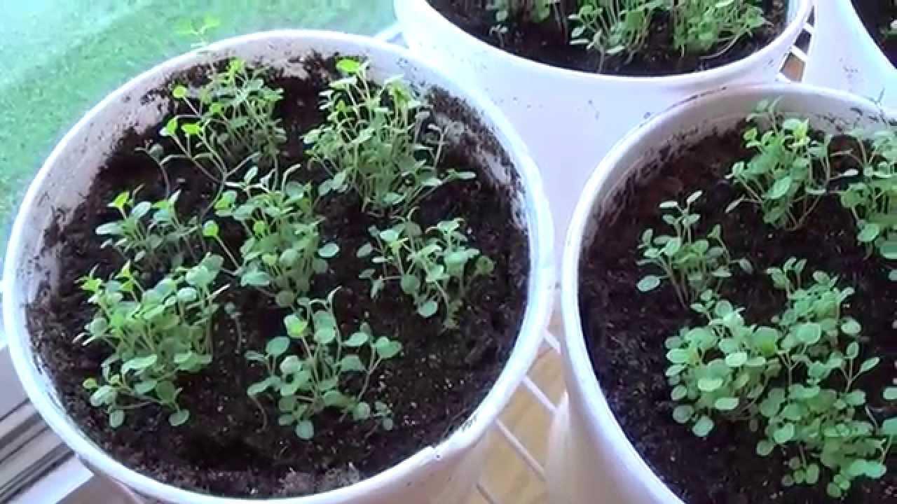 100h Hạt Giống Bạc Hà Spearmint (B3.501| C26*W50*M242)