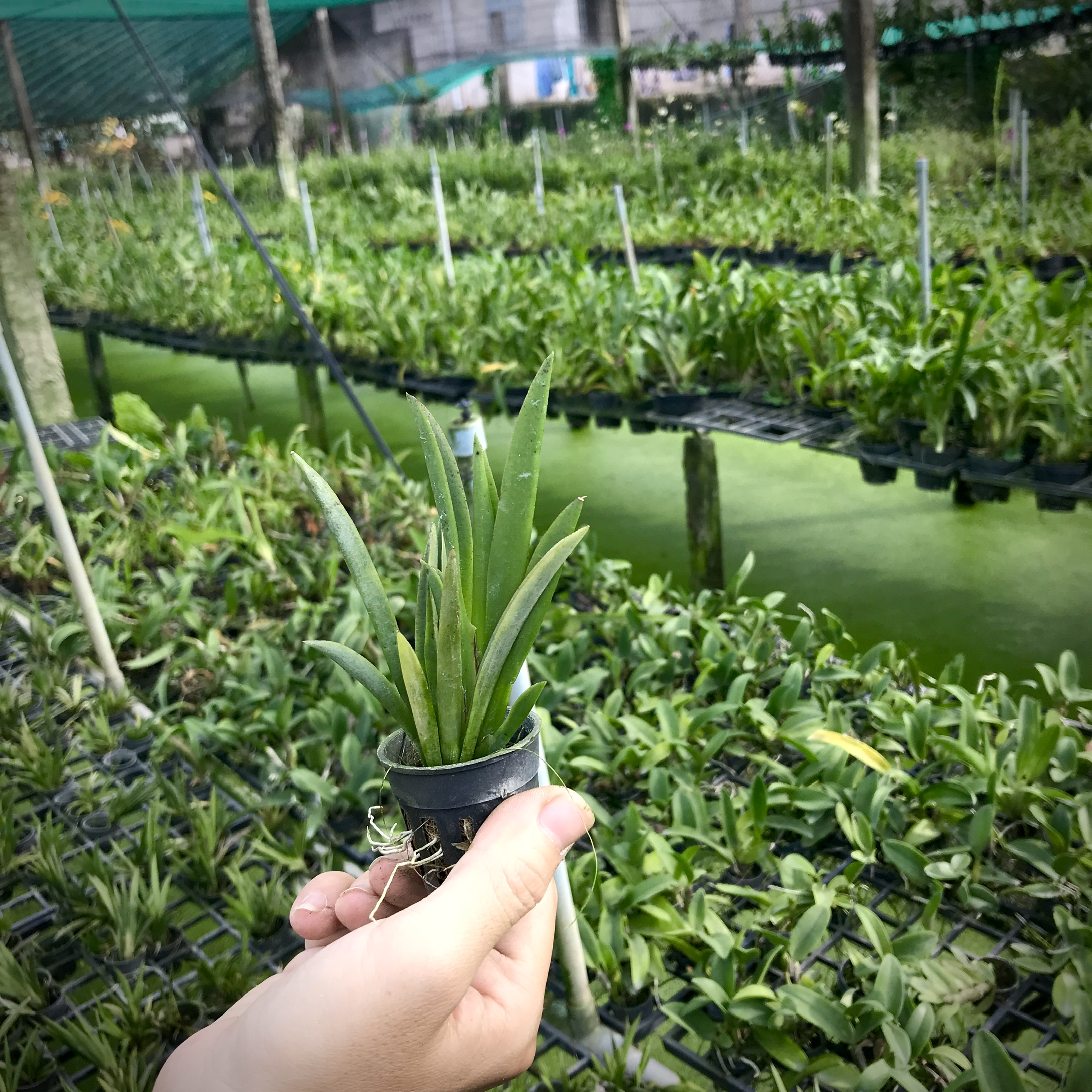 COMBO 5 cốc Giống Vũ Nữ Bút Chì