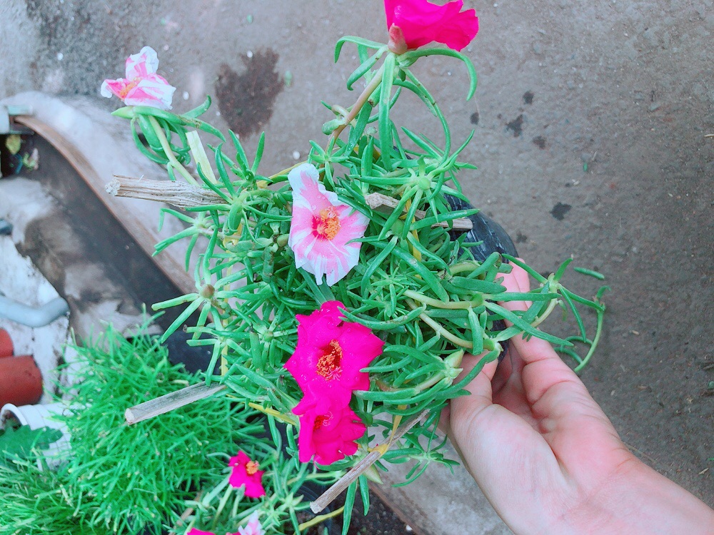 Hoa mười giờ sam