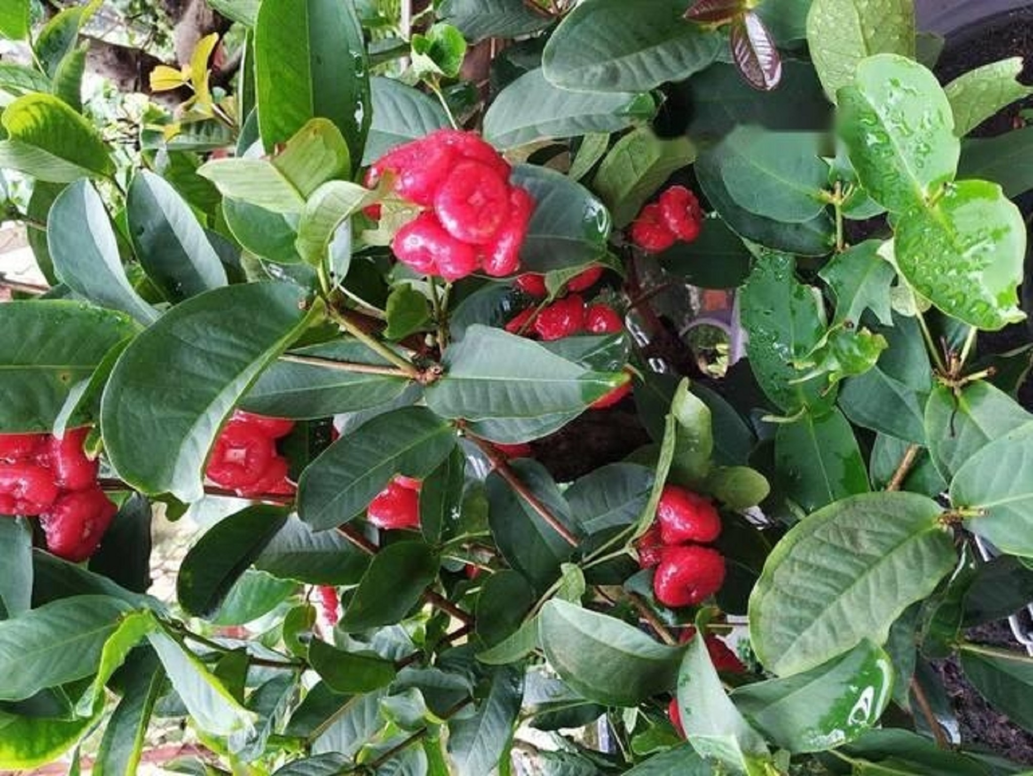 CÂY GIỐNG MẬN HOÀNG YẾN. [GHN]