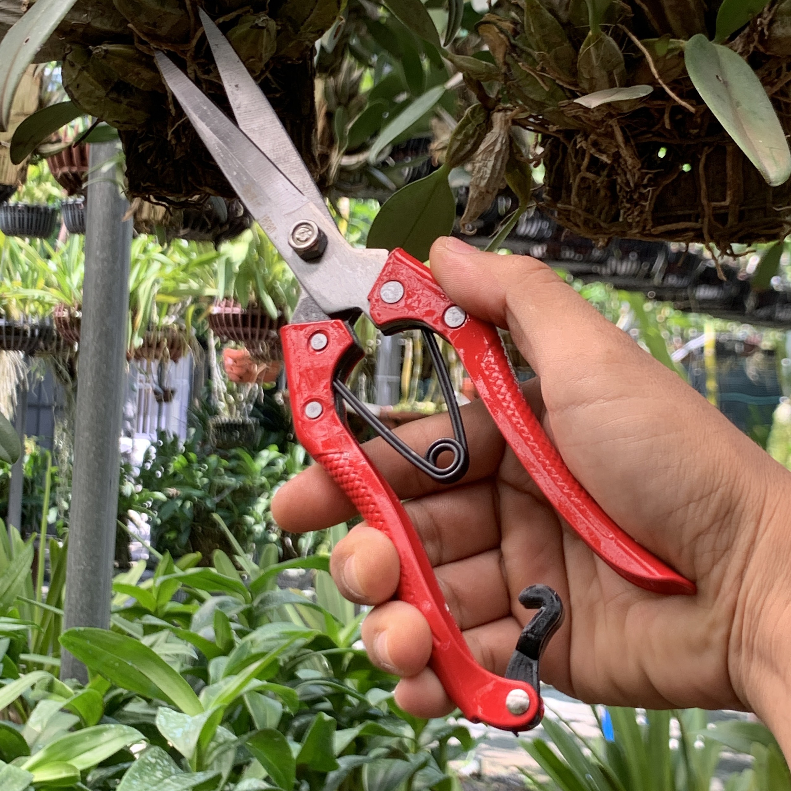 Kéo cắt tỉa cành cây