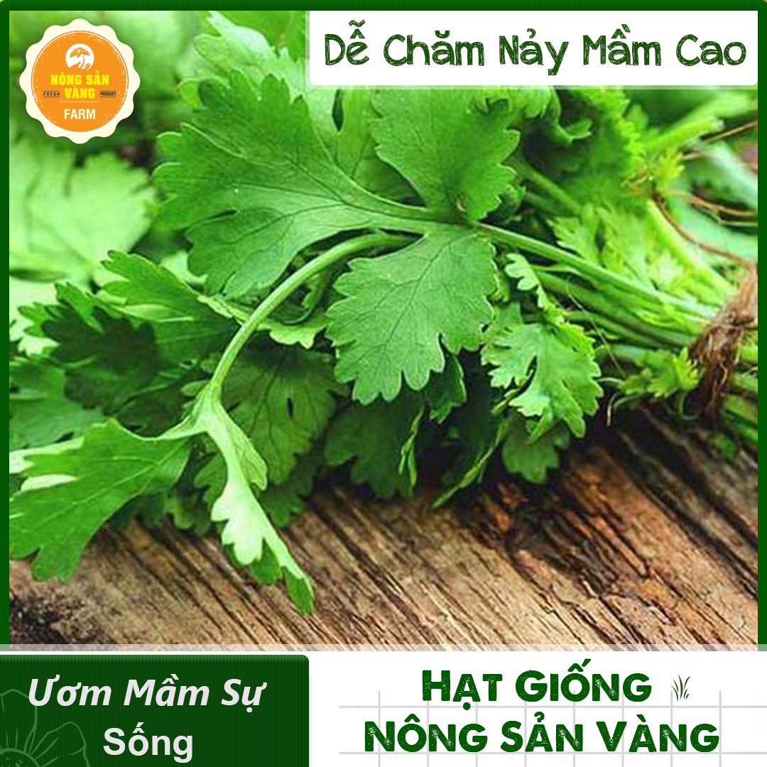 Vegetable seeds coriander TA (coriander rí) germination rate high, growth and development of healthy, productive (package 20 grams)-shallow gold