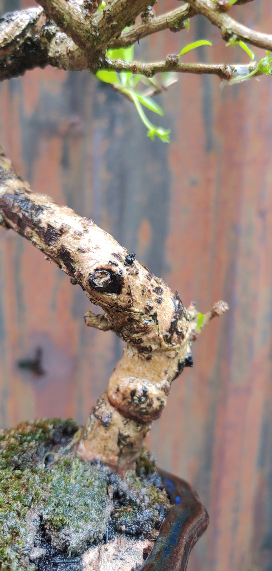 TRÀ PHÚC KIẾN bonsai mini (bùm sụm)