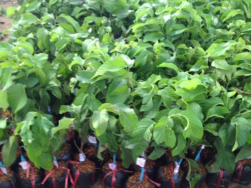 cây giống na thái lan - FREE SHIP TỪ 50K