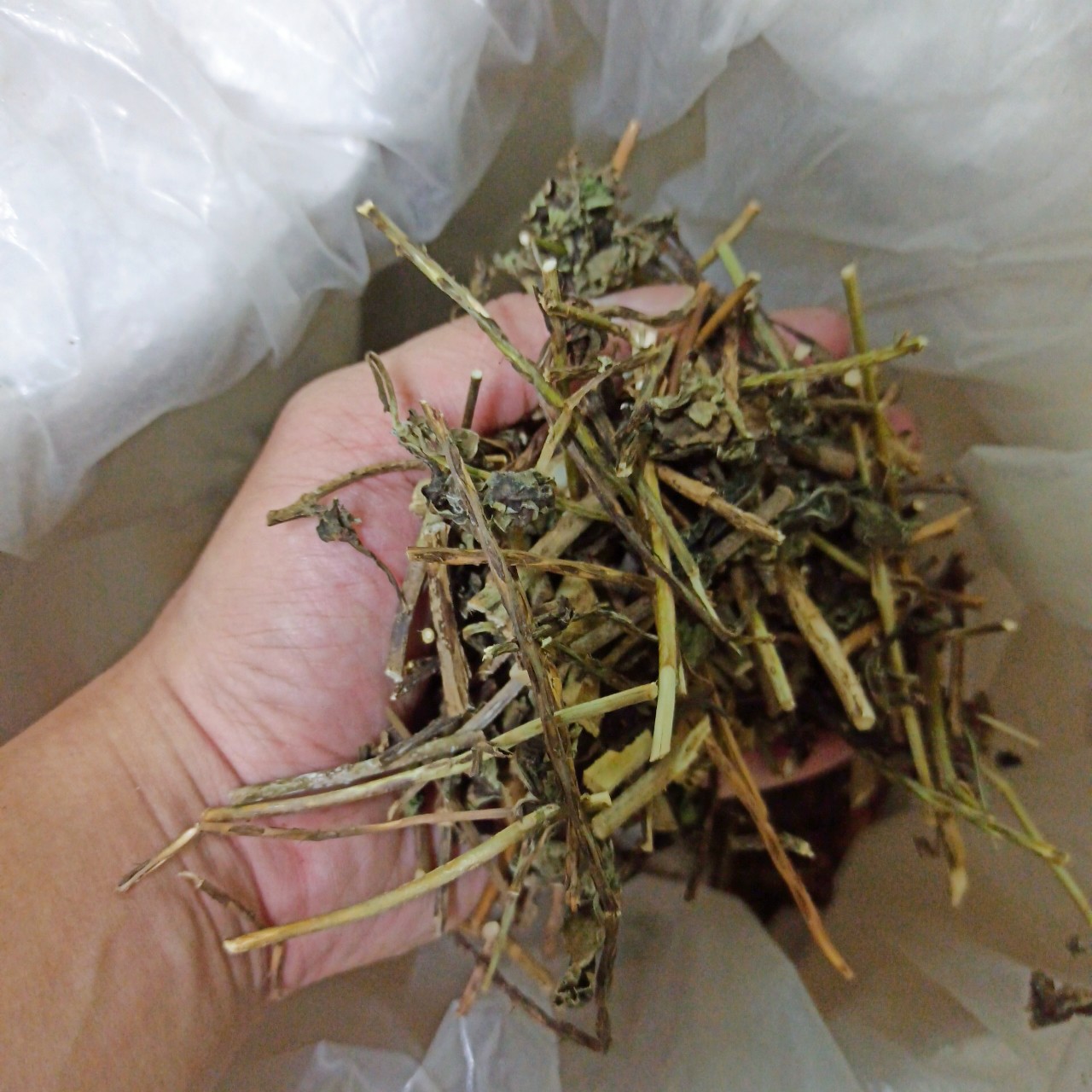 Cây Đuôi chuột khô [1KG] Hàng sạch đẹp