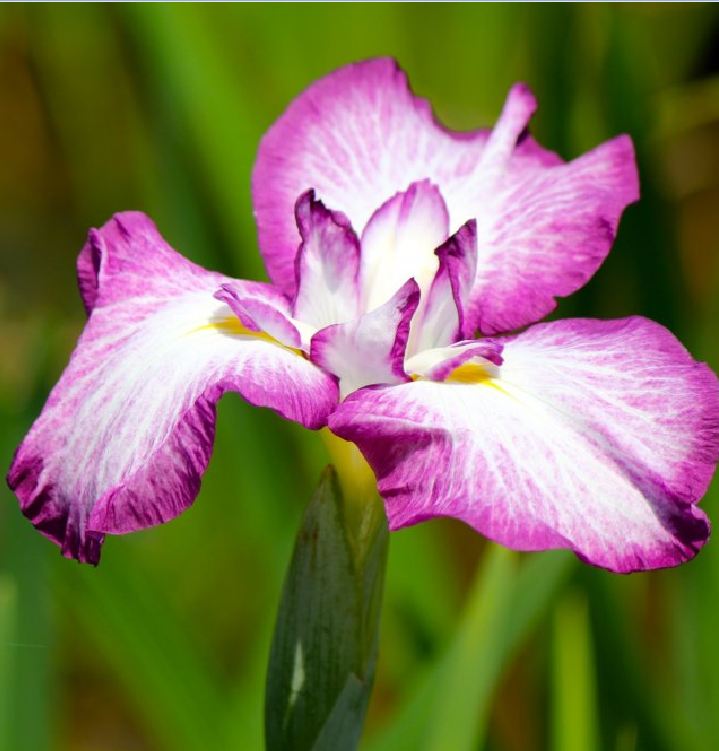 Hạt giống hoa Diên vĩ Hồng (Iris Hồng ) - Gói 10 hạt