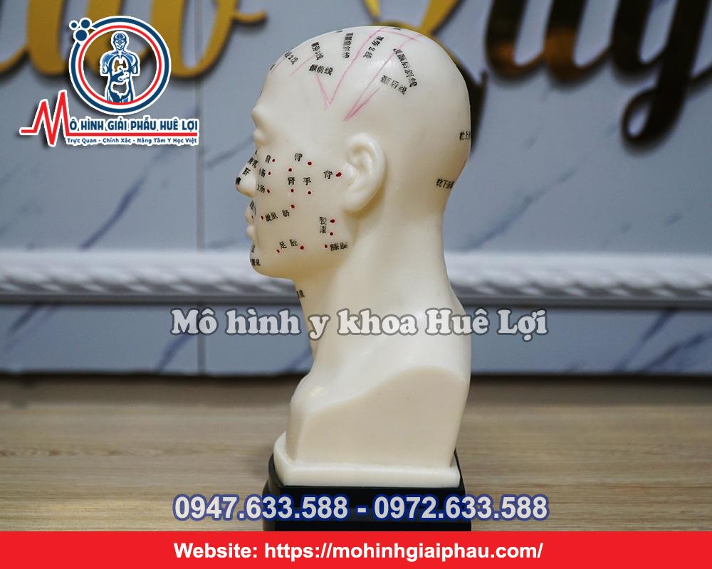 Mô Hình Huyệt Vị Vùng Đầu