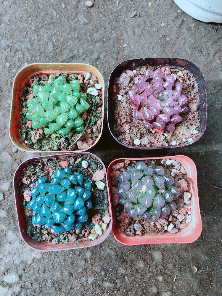 Kim Cương (Copi) 60k/cây