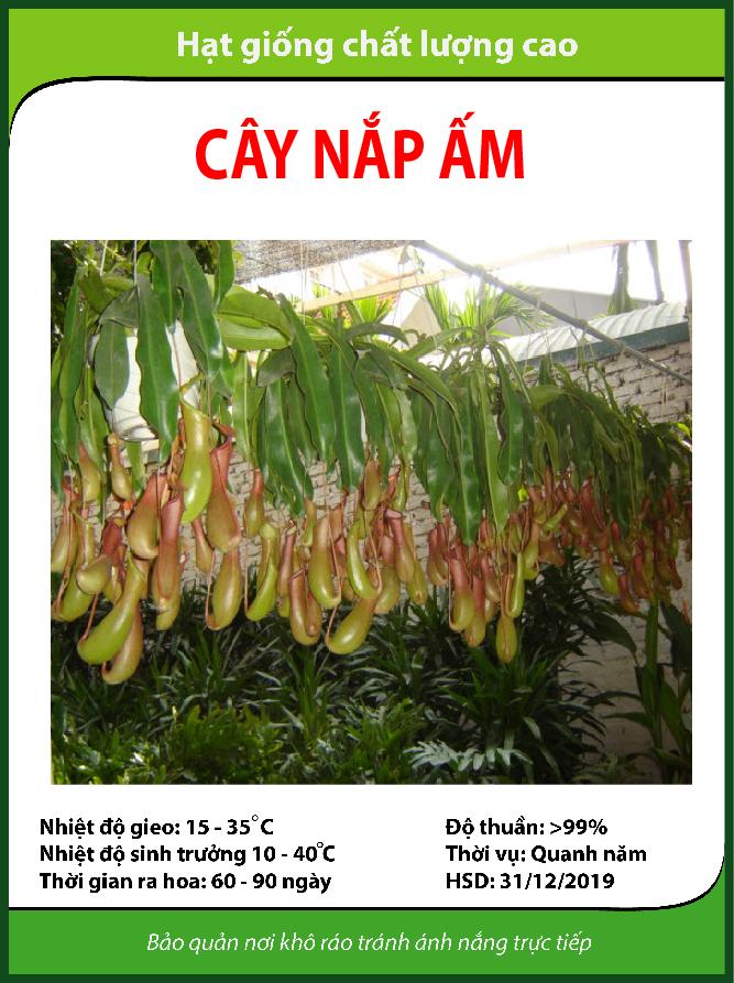 Hạt giống hoa Nắp ấm