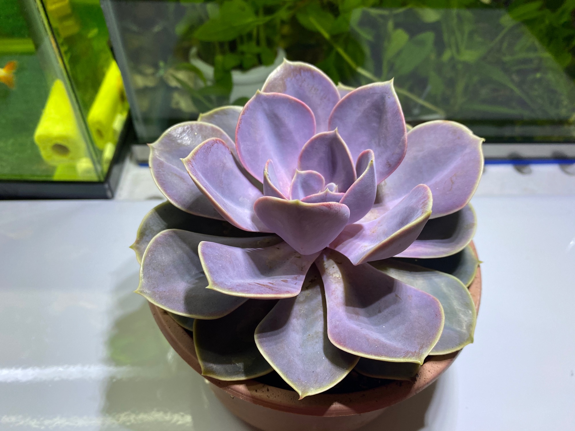 SEN ĐÁ HỒNG DÂU SIZE LỚN